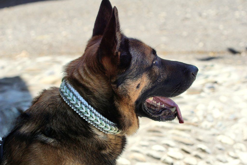 Collier
